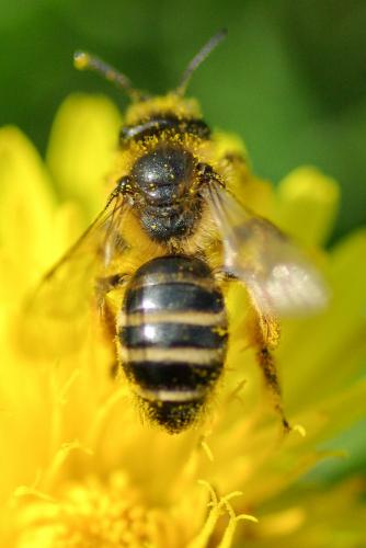 Andrena flavipes