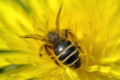 Andrena flavipes