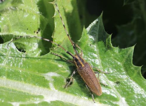Réf. 229 548 : Agapanthia asphodeli