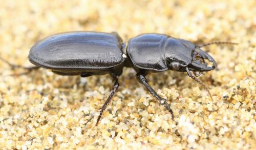 Scaritinae