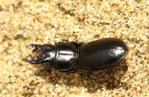 Scaritinae