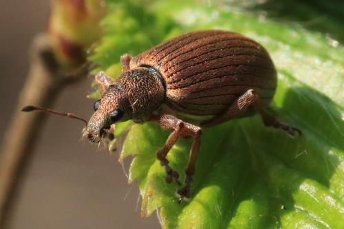 Réf. 229 537 : Polydrusus mollis