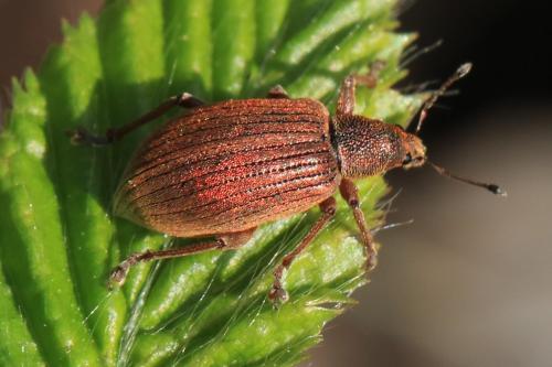 Réf. 229 538 : Polydrusus mollis
