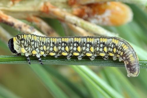 Réf. 229 880 : Diprion similis