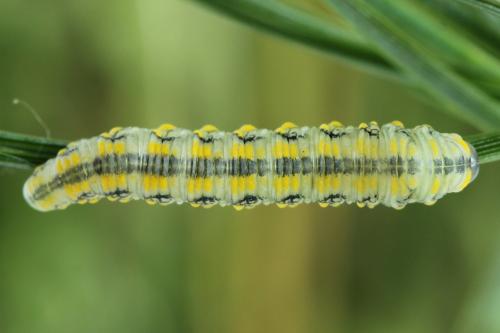 Réf. 229 883 : Diprion similis
