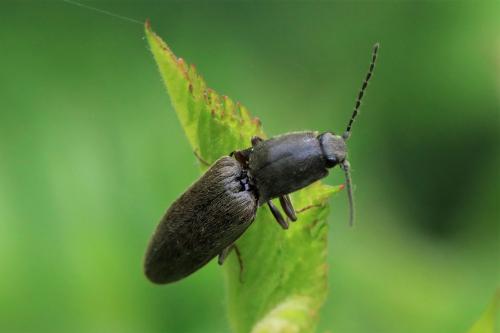 Réf. 229 823 : Athous haemorrhoidalis
