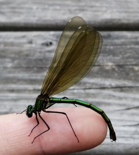 Calopteryx splendens
