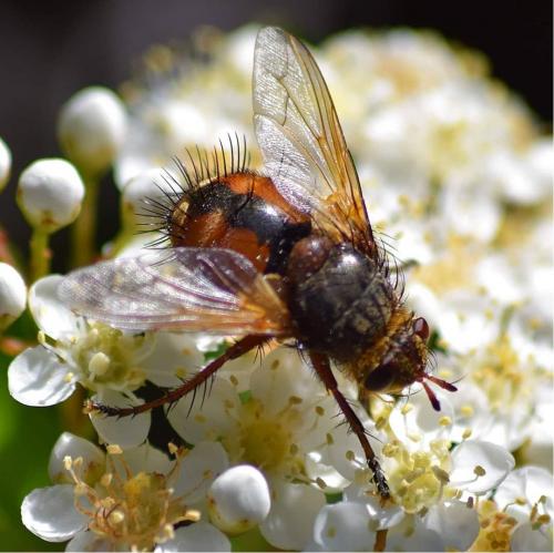 Réf. 229 004 : Tachina fera
