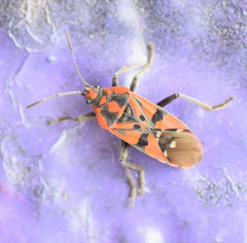 Réf. 229 005 : Spilostethus pandurus
