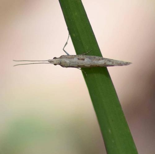 Plutella xylostella