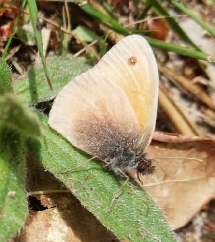Réf. 229 124 : Coenonympha pamphilus