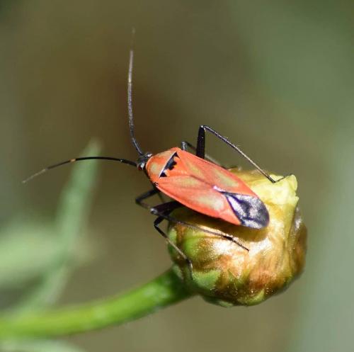 Réf. 229 281 : Calocoris nemoralis