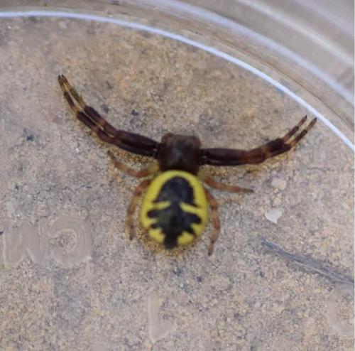 Synema globosum