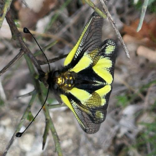 Réf. 229 355 : Libelloides coccajus
