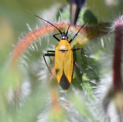 Réf. 229 363 : Calocoris nemoralis