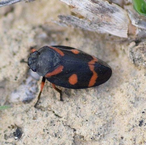 Réf. 229 364 : Cercopis intermedia