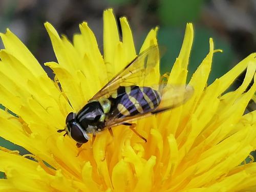 Réf. 229 798 : Dasysyrphus albostriatus