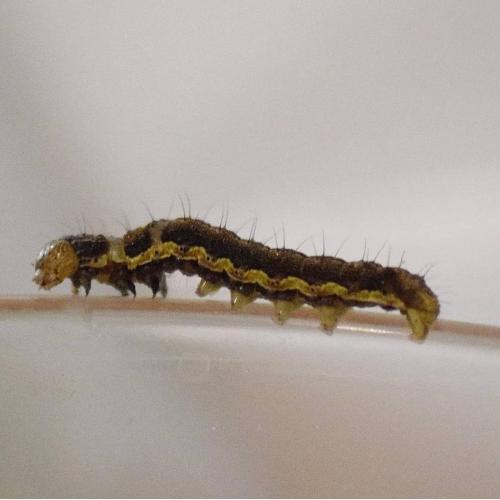 Réf. 229 642 : Helicoverpa armigera