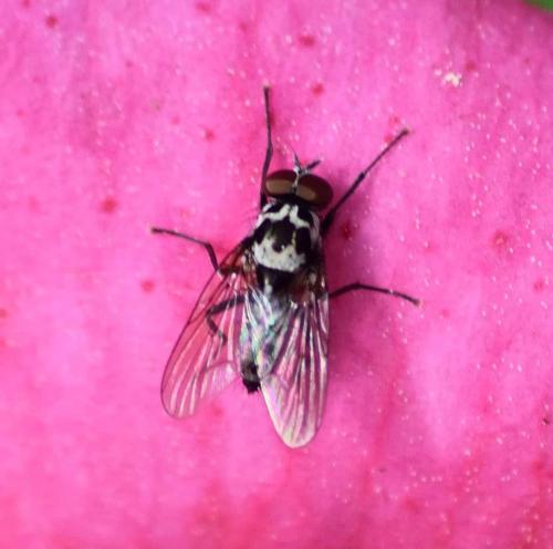Réf. 229 643 : Anthomyia sp.