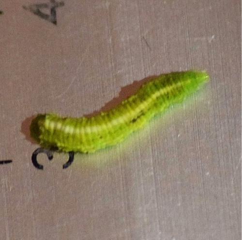 Réf. 229 757 : Scaeva pyrastri