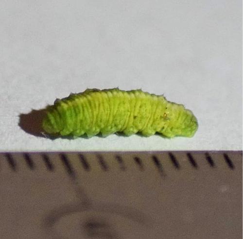 Réf. 229 758 : Scaeva pyrastri