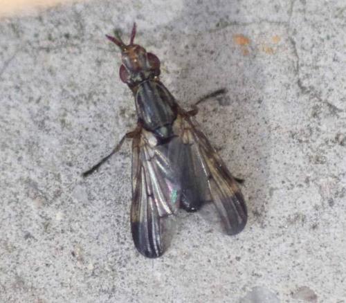 Dorycera graminum