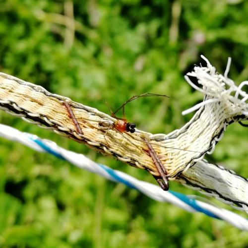 Réf. 229 793 : Neriene radiata