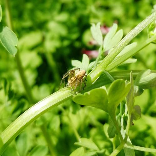Oxyopes sp.