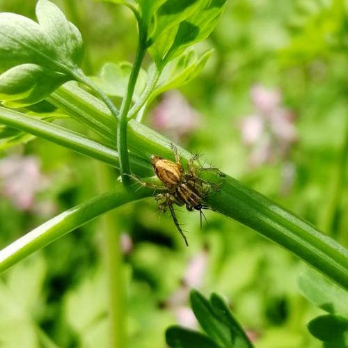 Oxyopes sp.