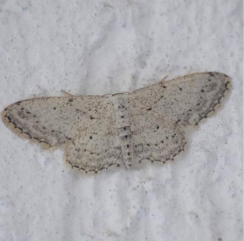 Réf. 229 827 : Idaea seriata