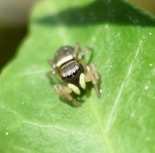 Heliophanus sp.