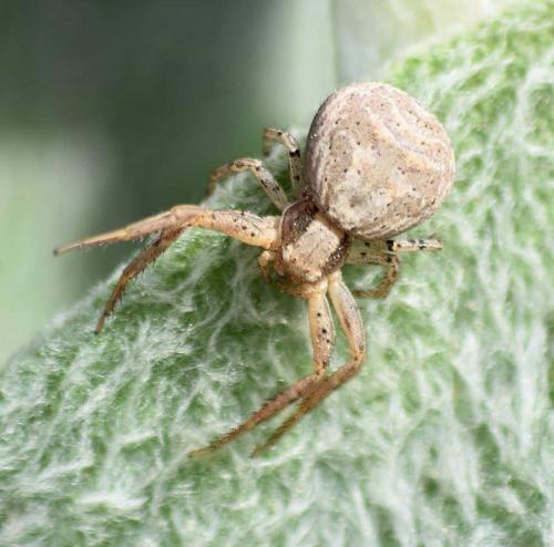 Xysticus sp.