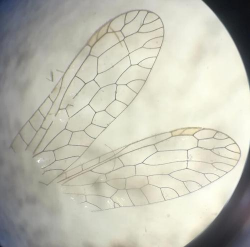 Xanthostigma corsicum