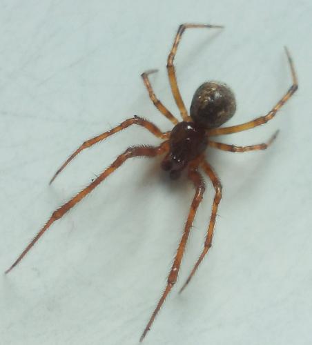 Réf. 229 876 : Parasteatoda tepidariorum