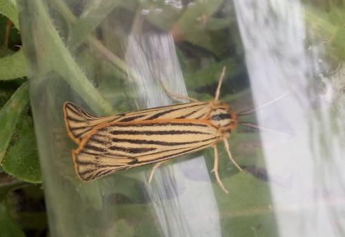Réf. 229 912 : Coscinia striata