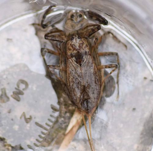 Réf. 229 920 : Nepa cinerea