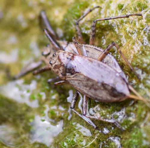 Réf. 229 922 : Nepa cinerea