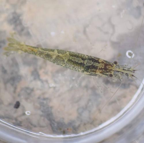 Réf. 229 923 : Atyaephyra desmarestii