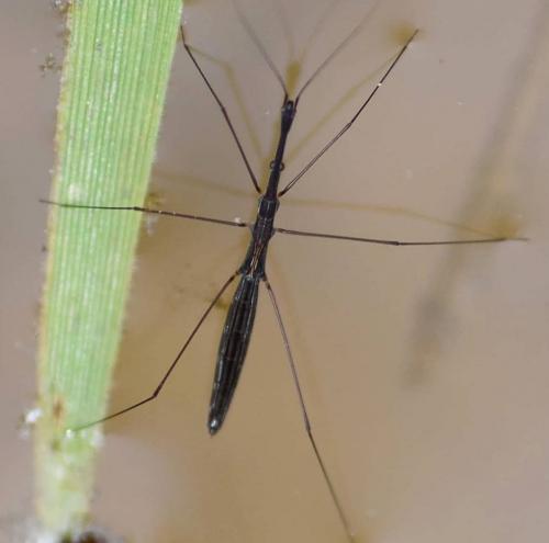 Hydrometra stagnorum