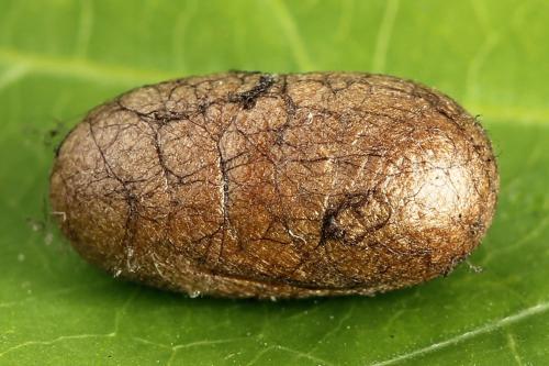 Réf. 229 884 : Diprion similis