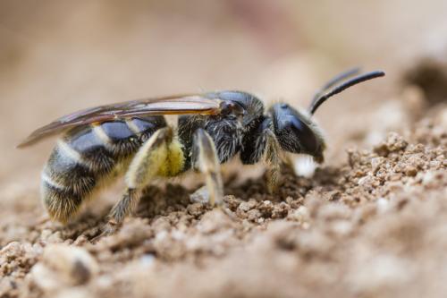 Réf. 229 358 : Lasioglossum sp.