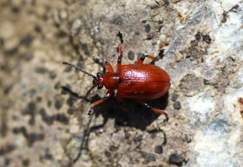 Réf. 229 612 : Lilioceris merdigera