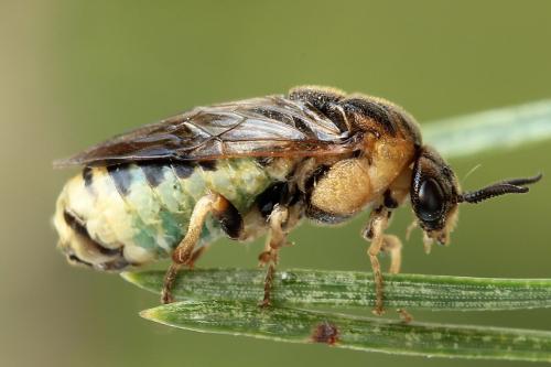 Réf. 229 888 : Diprion similis
