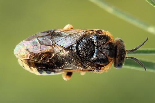 Réf. 229 889 : Diprion similis