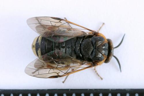 Réf. 229 890 : Diprion similis