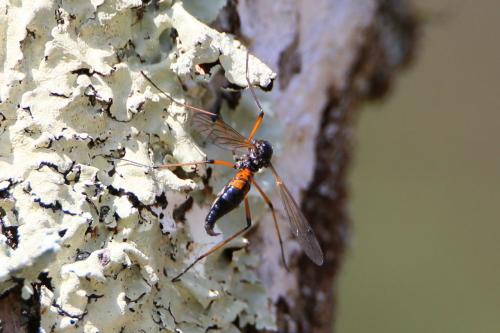 Tanyptera nigricornis