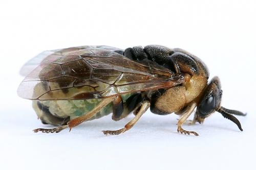 Diprion similis