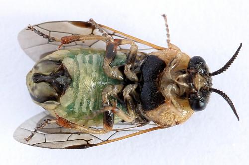 Réf. 229 893 : Diprion similis