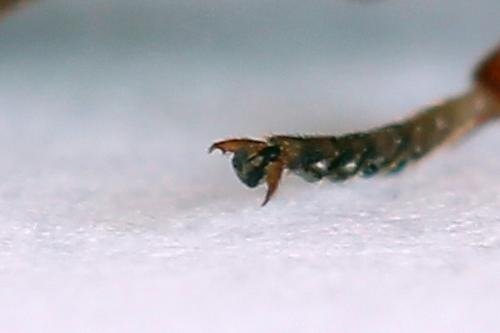 Diprion similis