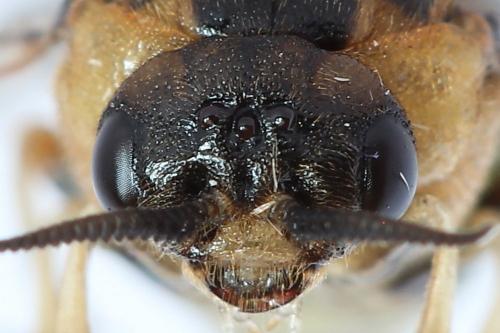 Réf. 229 896 : Diprion similis